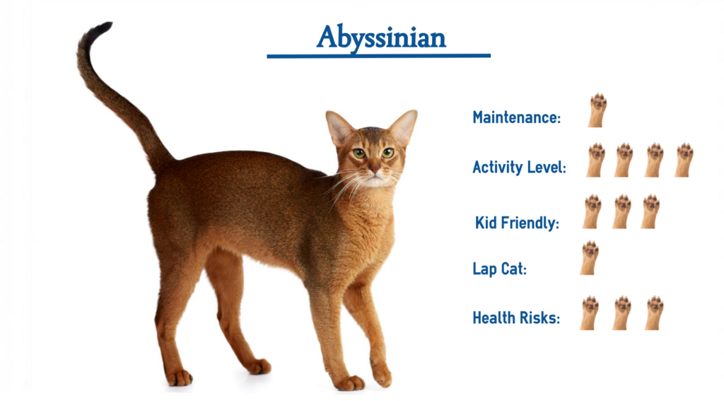 The Abyssinian Cat Breed… Everything You Need to Know at a Glance!