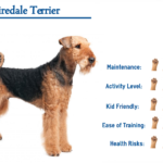 Airedale Terrier Dog Breed