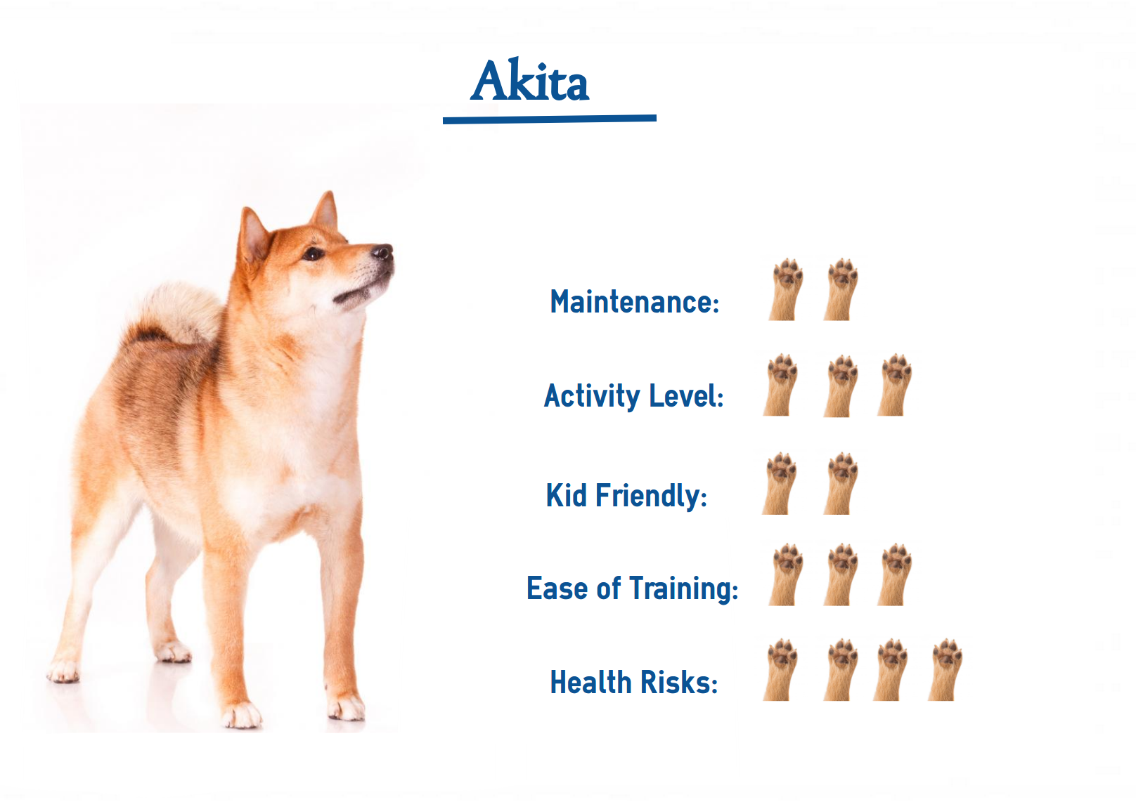 Akita Dog Breed Your Guide To Best Care