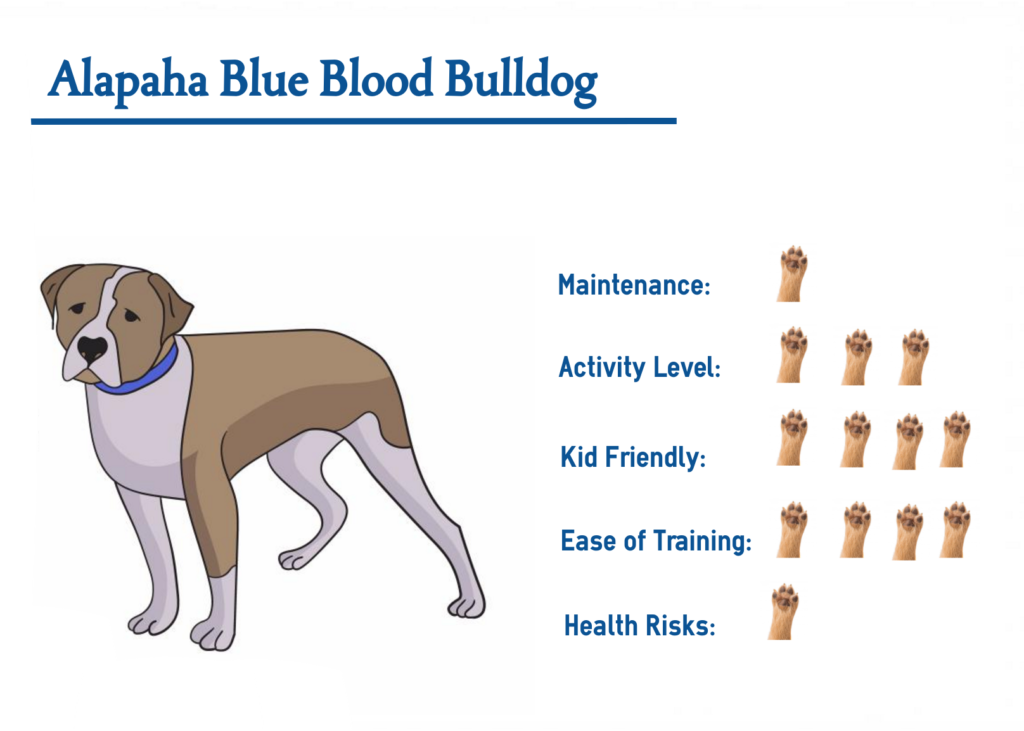 alapaha-blue-blood-bulldog-your-guide-to-best-care