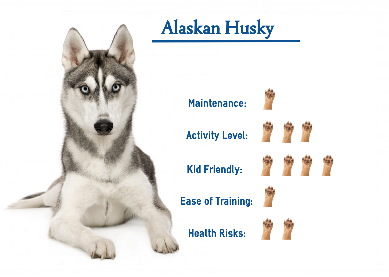 Alaskan Husky Your Guide To Best Care