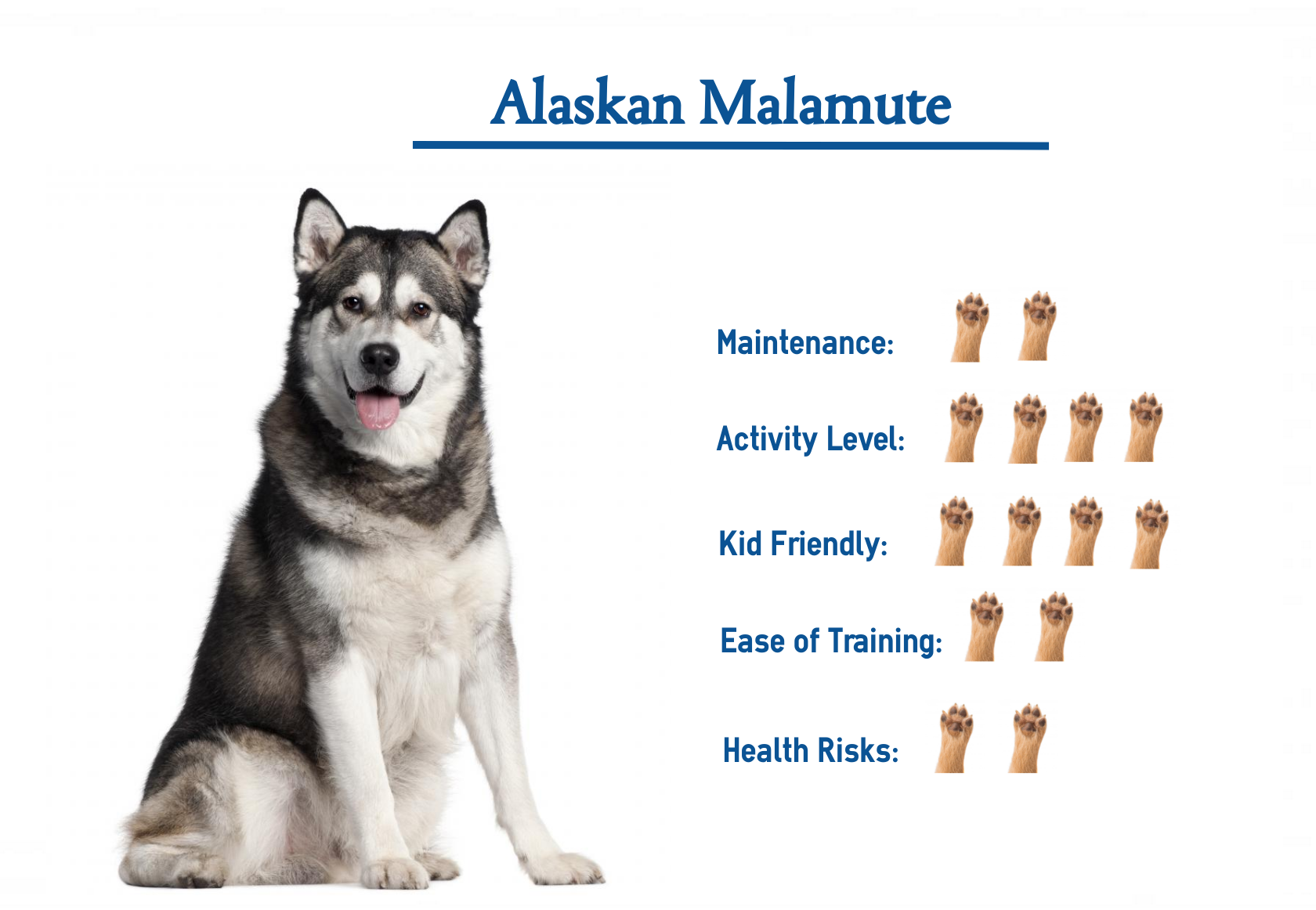 what mix is a alaskan malamute