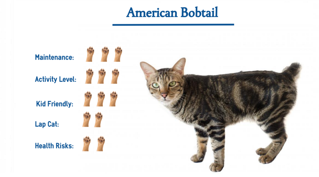 American Bobtail Cat Breed Everything You Need To Know At A Glance 2556