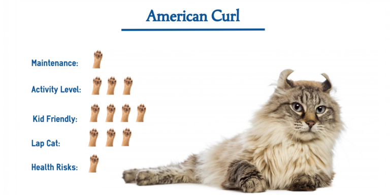 The American Curl Cat Breed… Everything You Need to Know at a Glance!