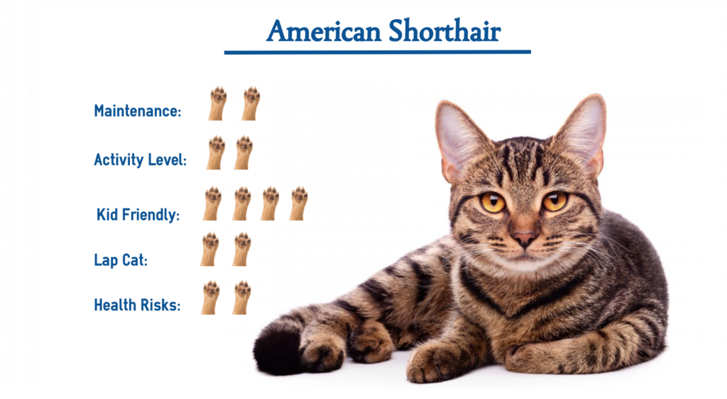 The American Shorthair Cat Breed… Everything That You Need ...