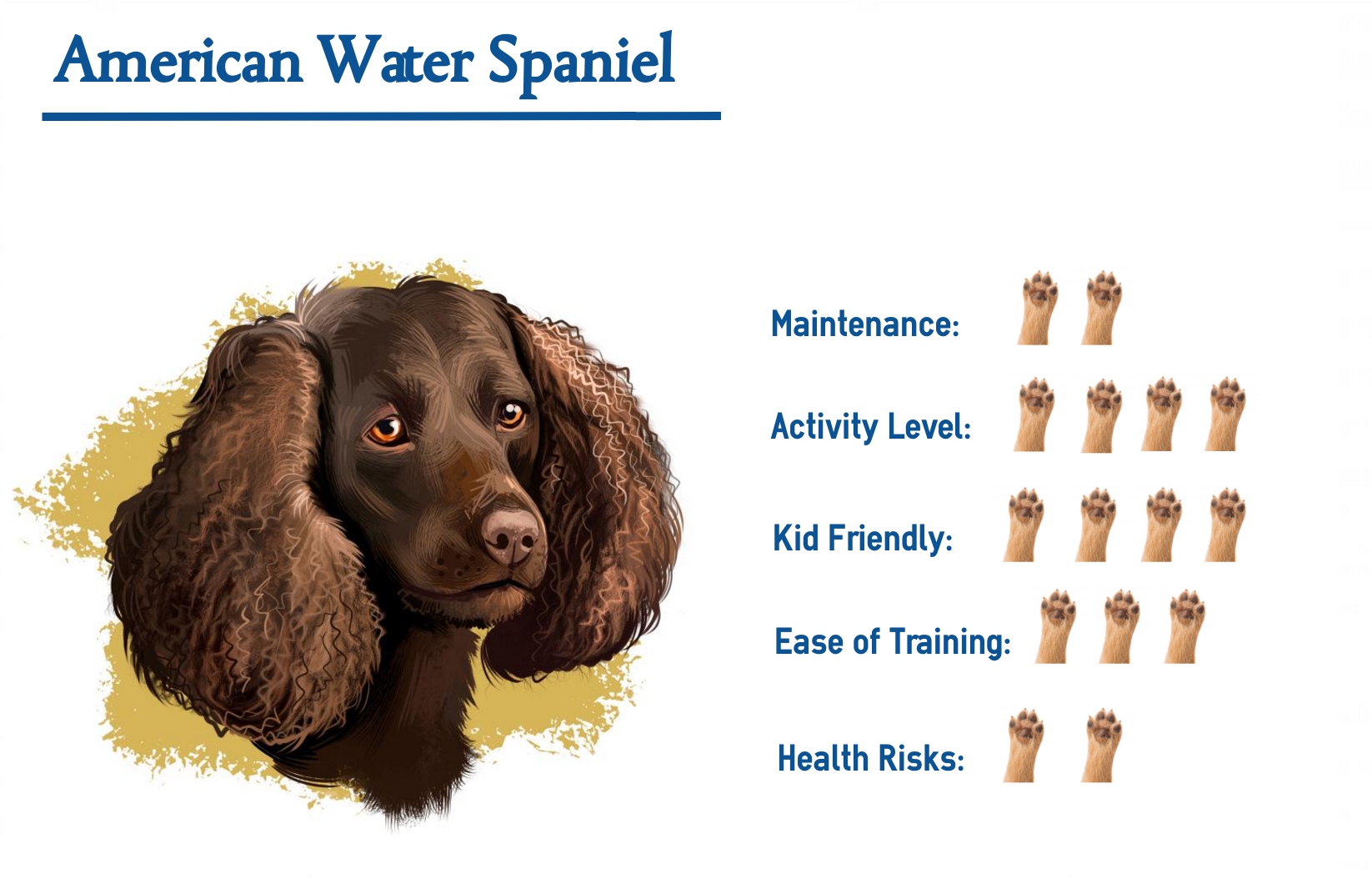 American Water Spaniel Everything You Need To Know At A Glance