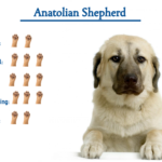 Anatolian Shepherd Dog Breed