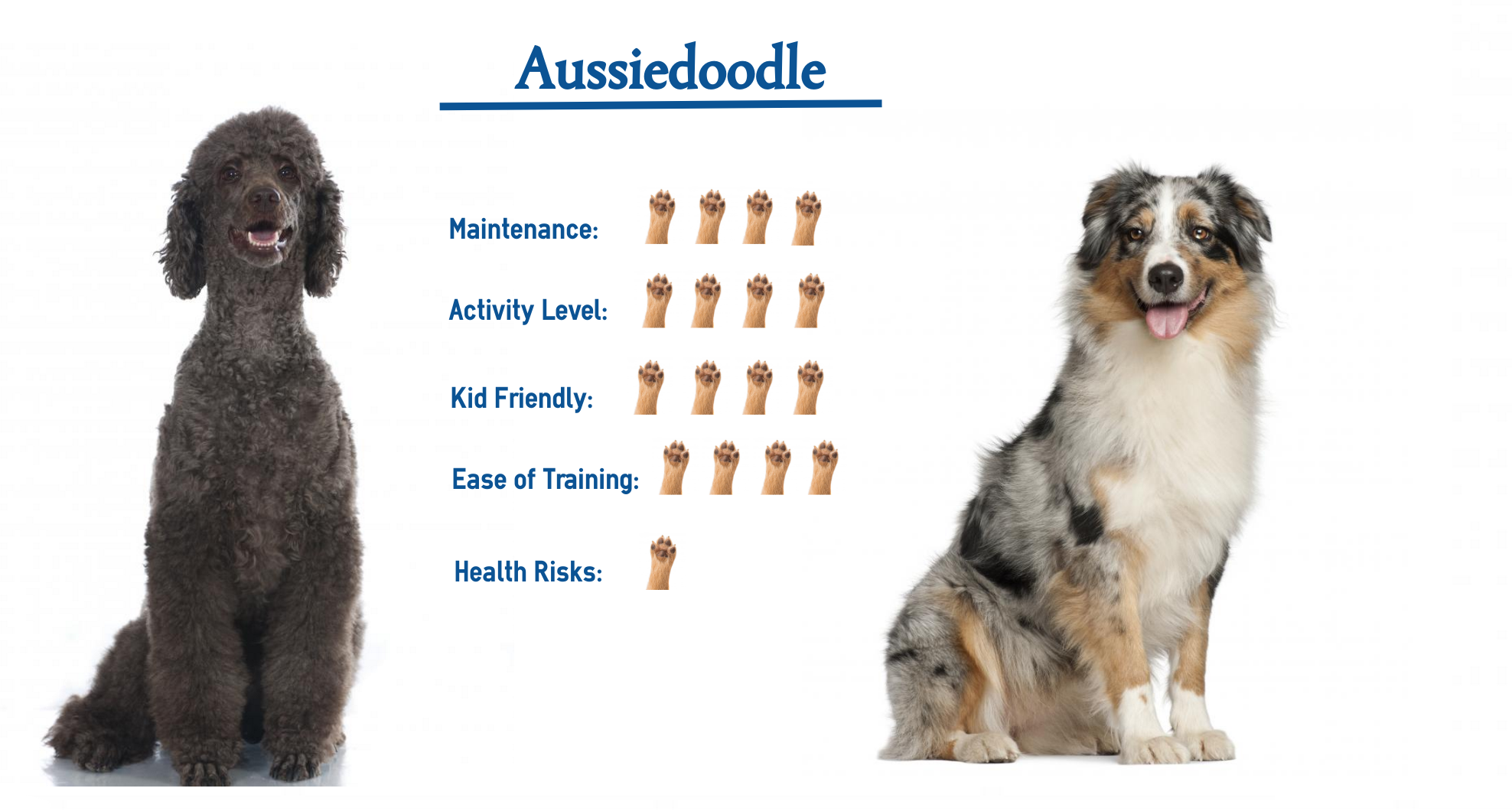 Aussiedoodle Size Chart