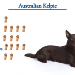 Australian Kelpie dog breed