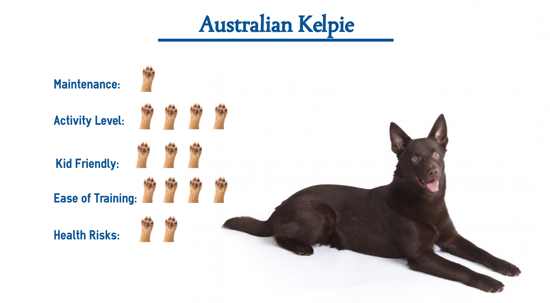 Australian Kelpie dog breed