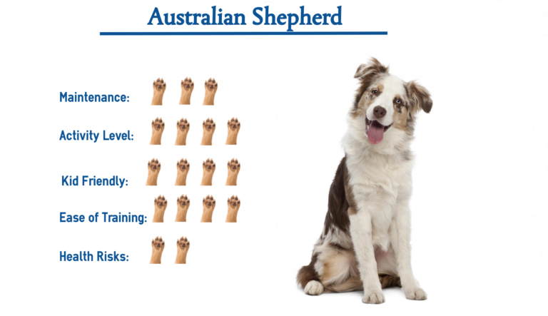 Australian Shepherd…. Everything You Need to Know at a Glance!