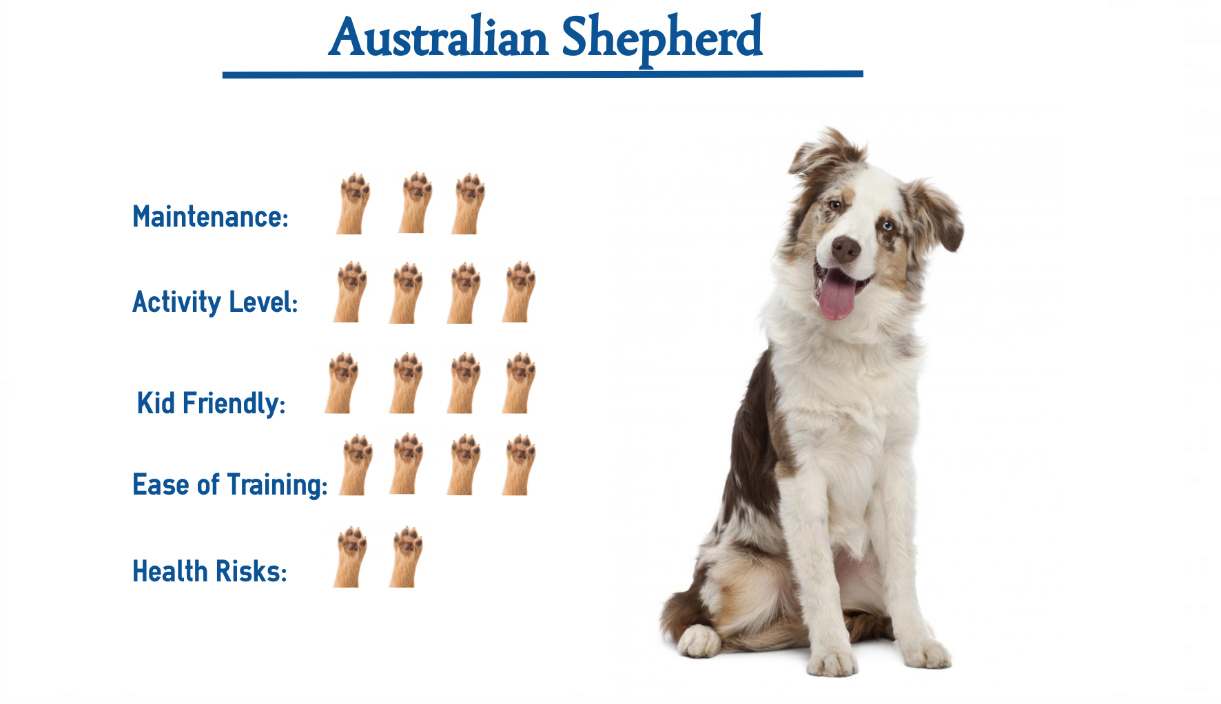 https://indulgeyourpet.com/wp-content/uploads/Australian-Shepherd-Puppy.png