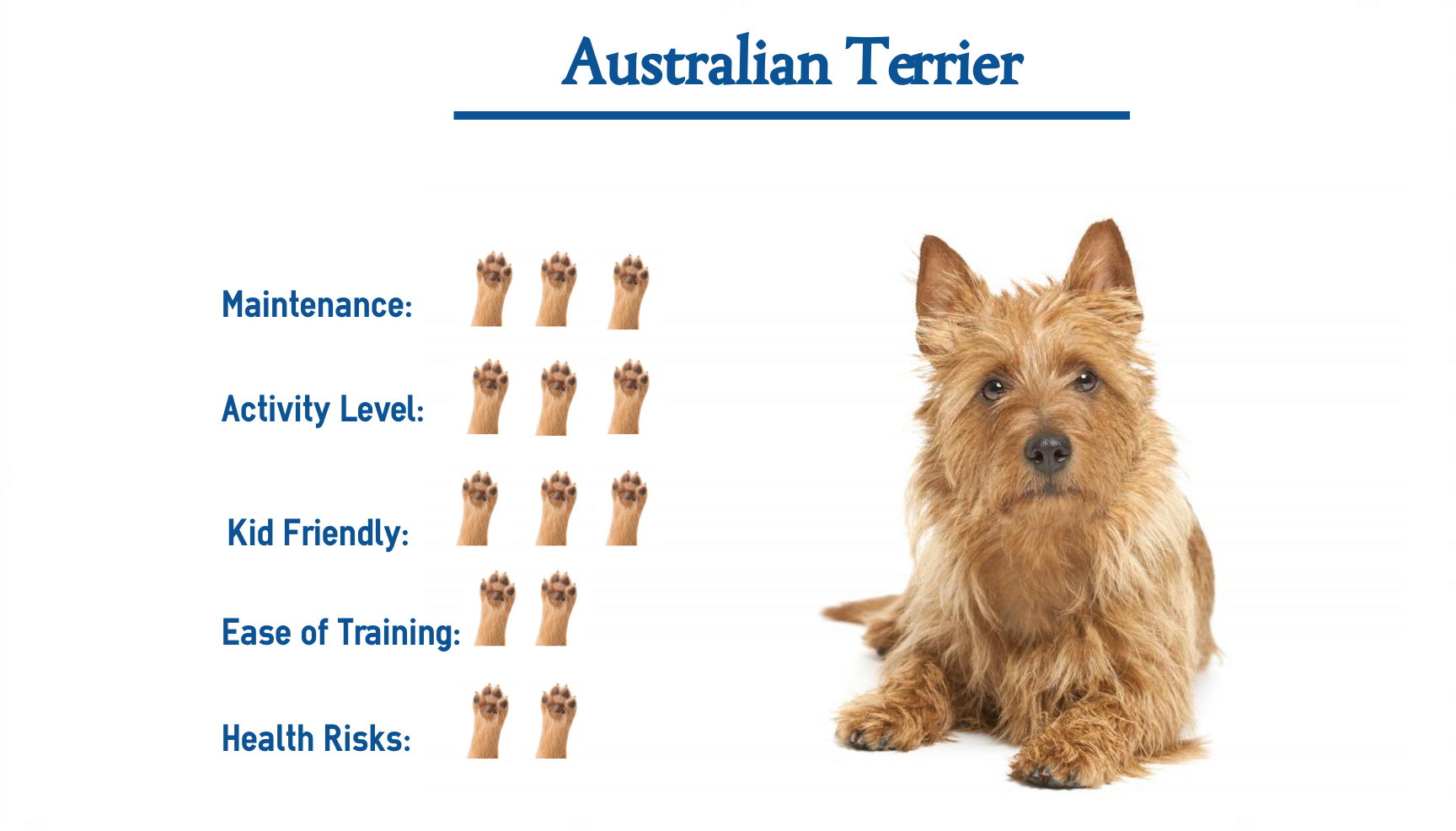 opnå Tegne på Australian Terrier… Everything You Need to Know at a Glance!