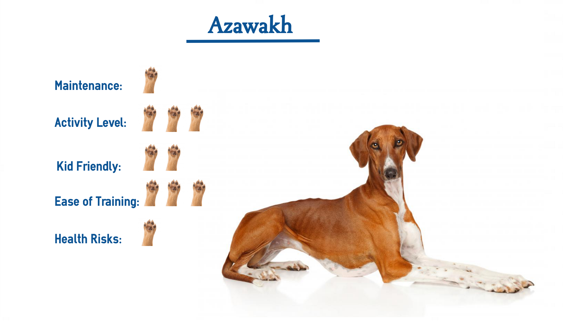 azawakh dog