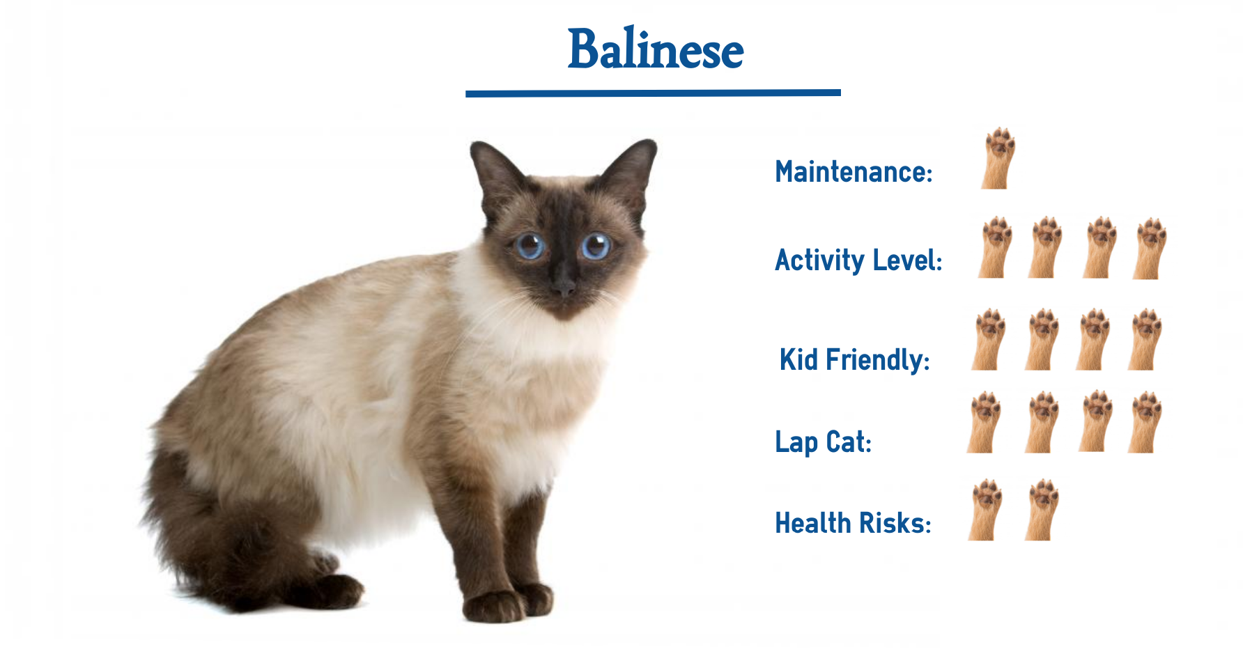 balinese cat hypoallergenic