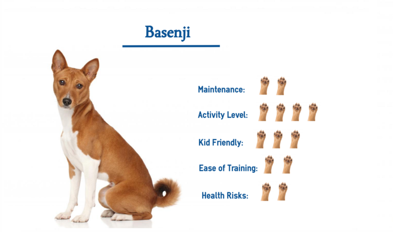 Basenji Dog Breed…. Everything You Need to Know at a Glance!