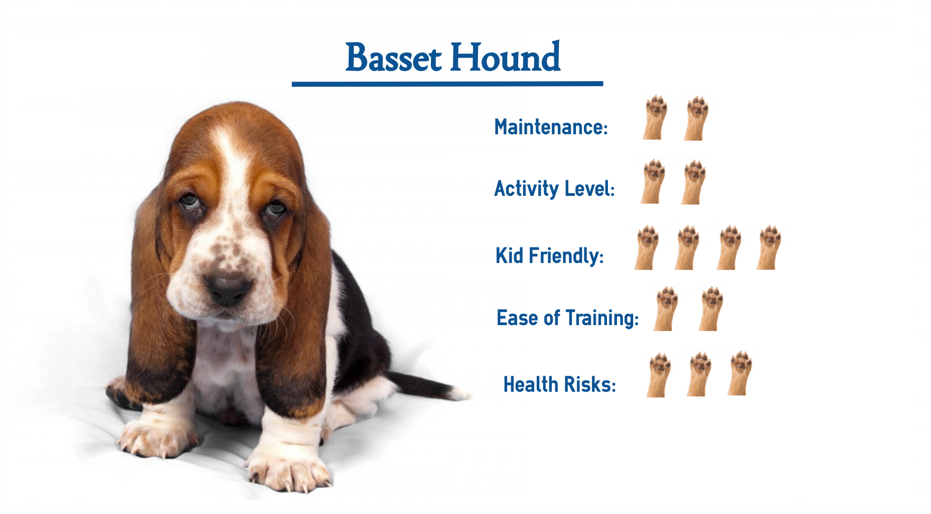 basset hound and kids