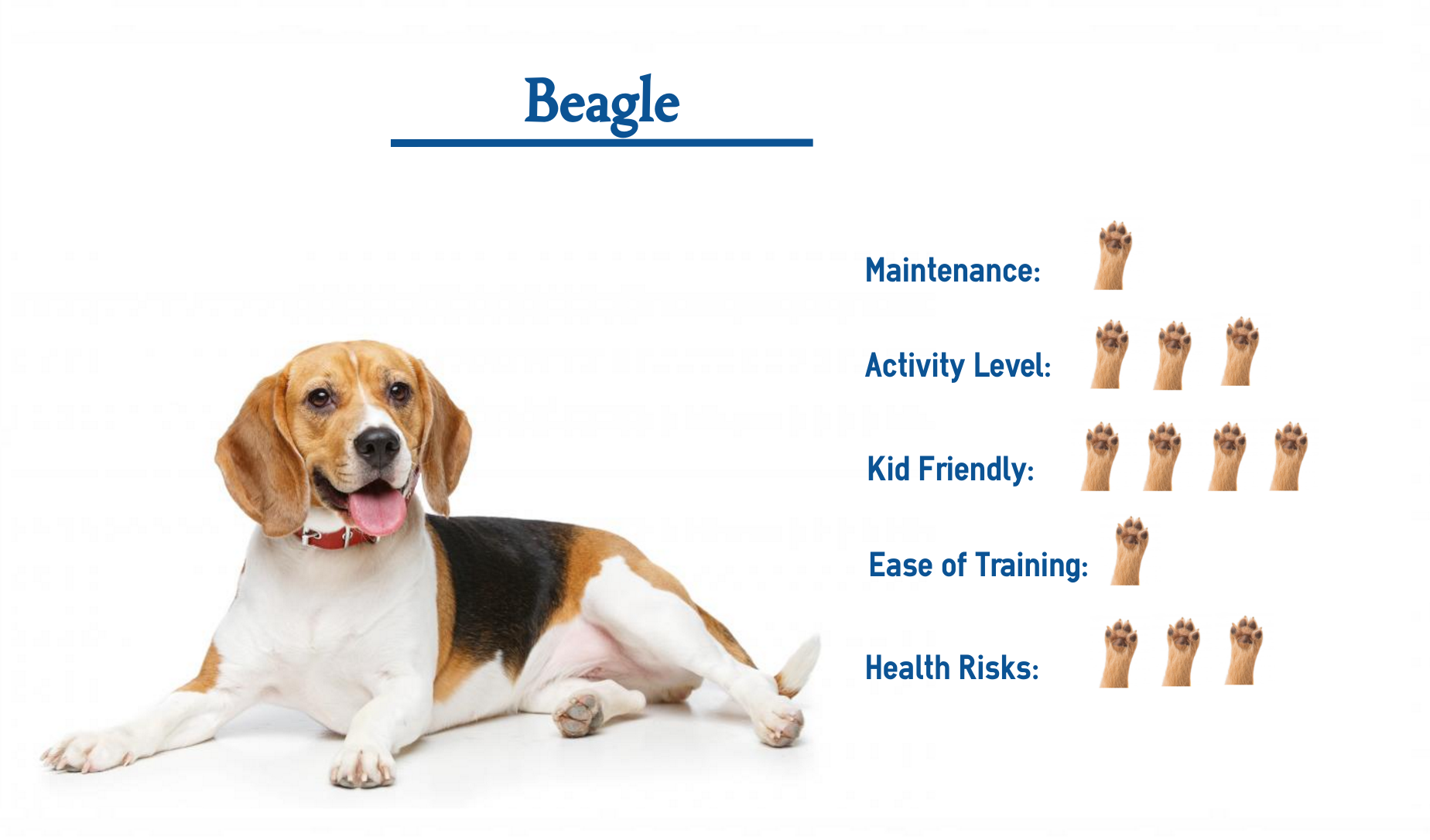 what are the needs of a beagle?