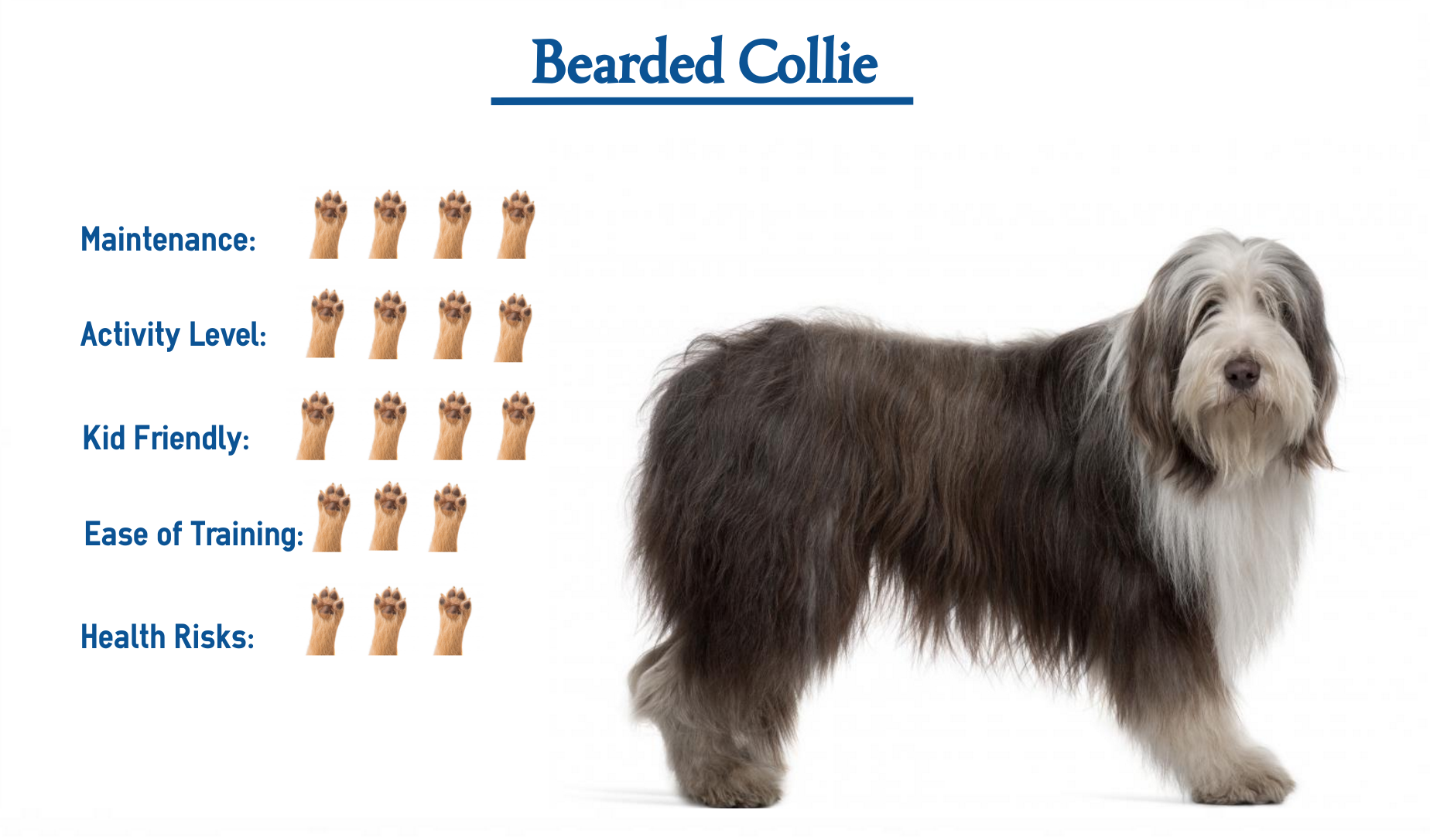 bearded collie dog