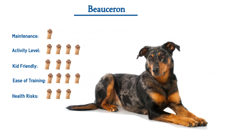 Beauceron Dog… Everything You Need To Know At A Glance!