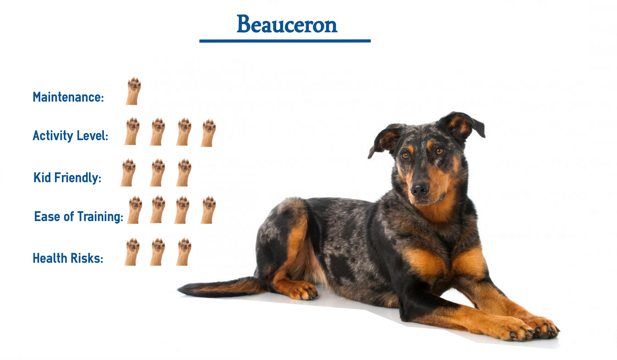 are beauceron the most intelligent dogs