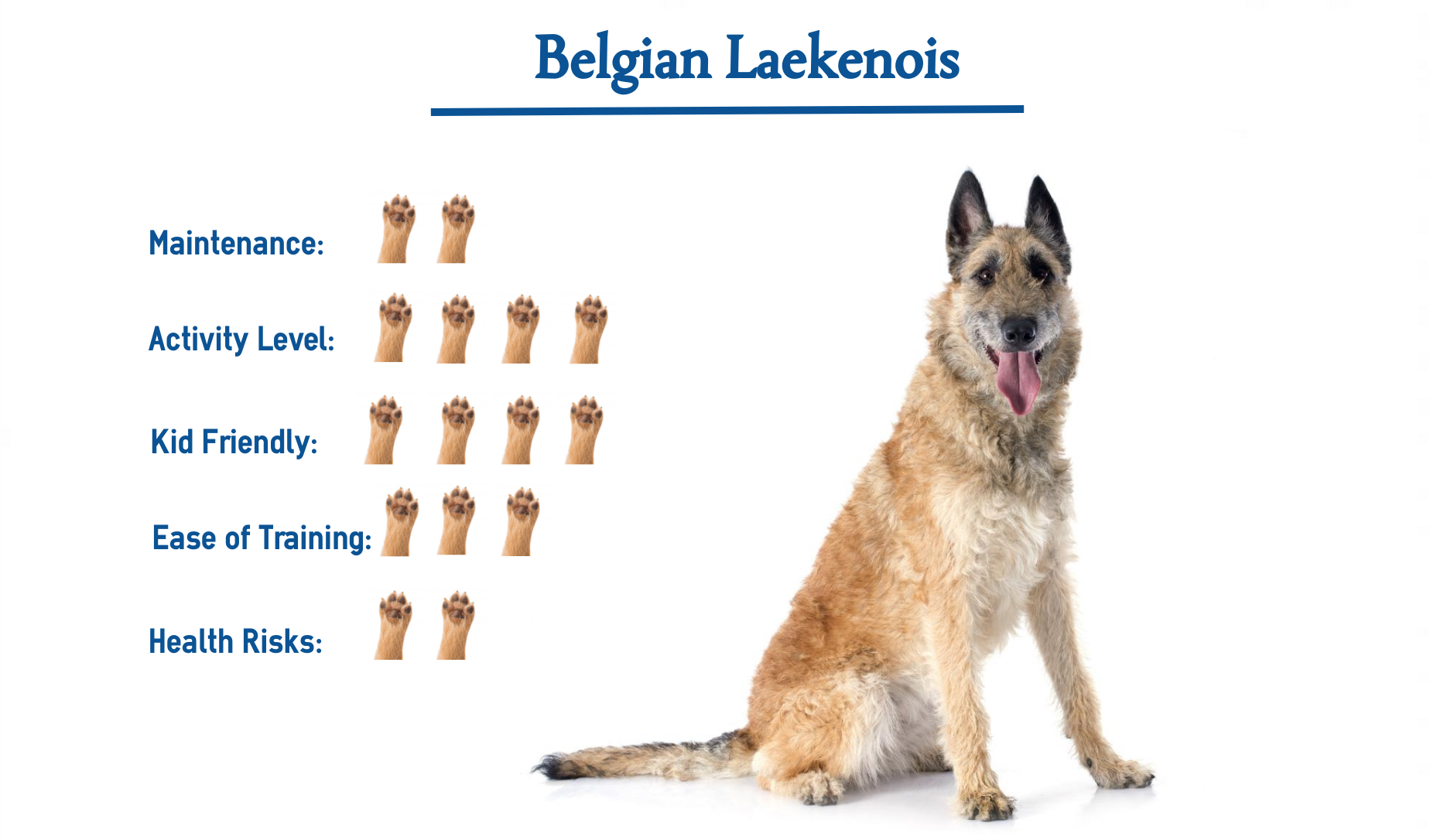 Belgian Laekenois Dog Everything You Need To Know At A Glance