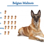 Belgian Malinois dog