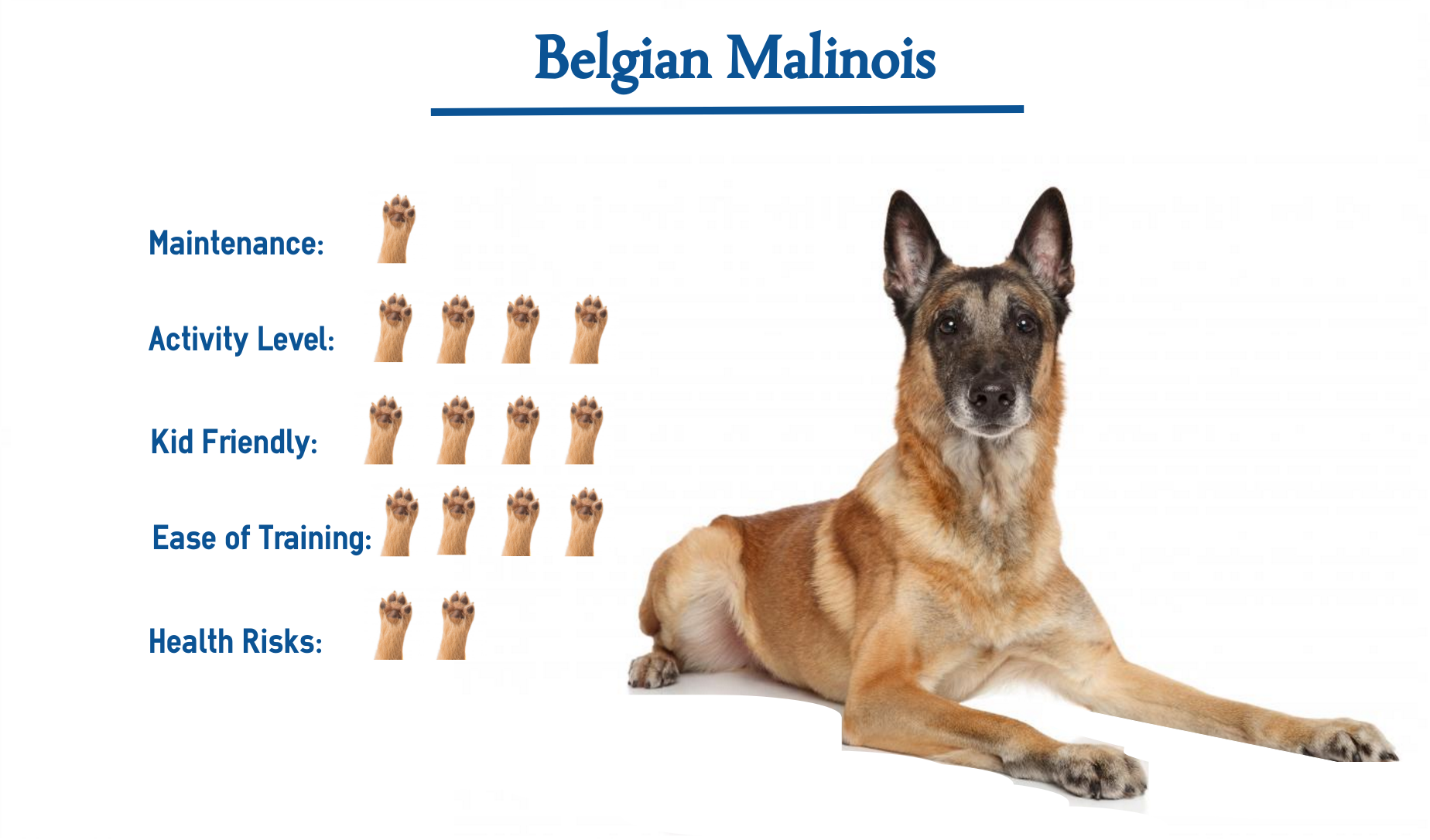 Belgian Malinois dog