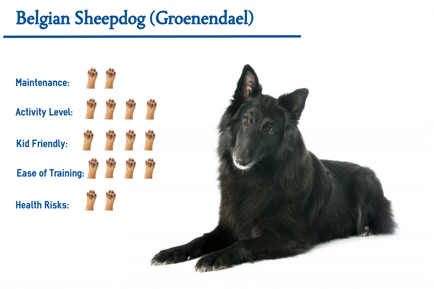 Belgian Sheepdog Everything You Need To Know At A Glance