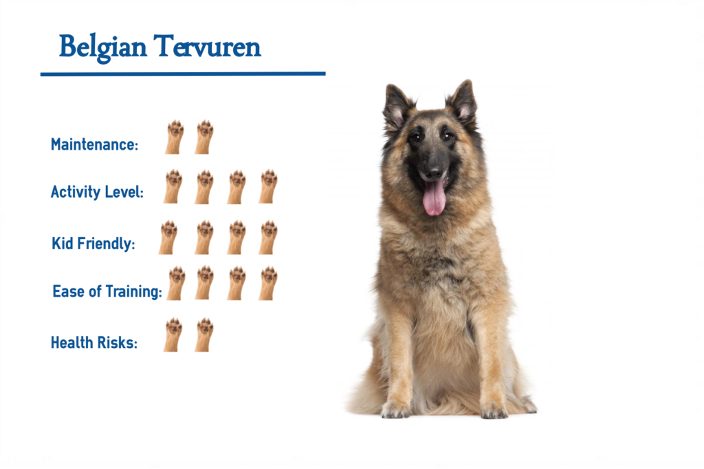 Belgian Tervuren… Everything You Need To Know At A Glance!