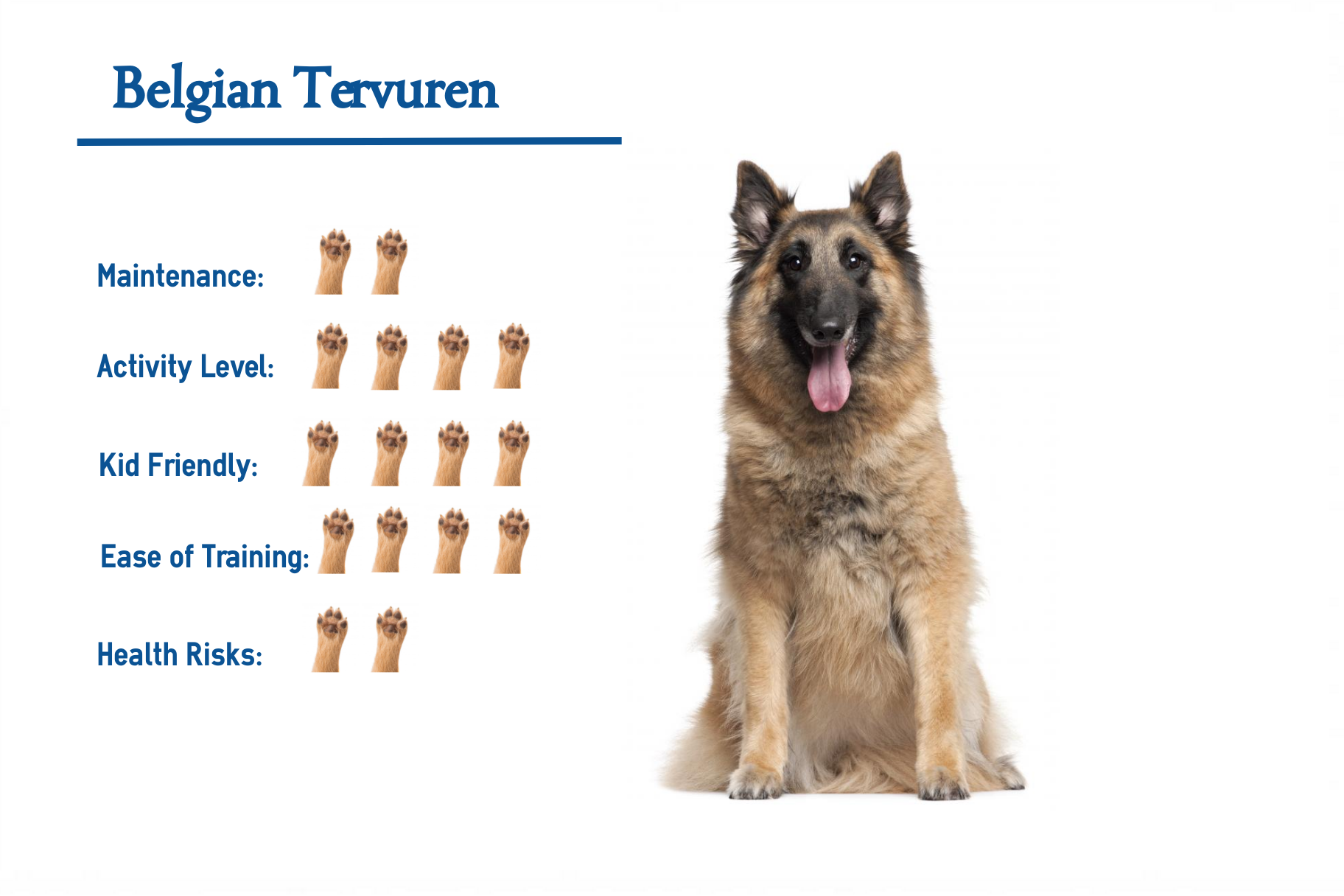 Belgian Tervuren Dog Breed Information