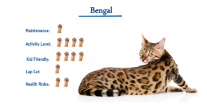 The Bengal Cat Breed… Everything You Need to Know at a Glance!