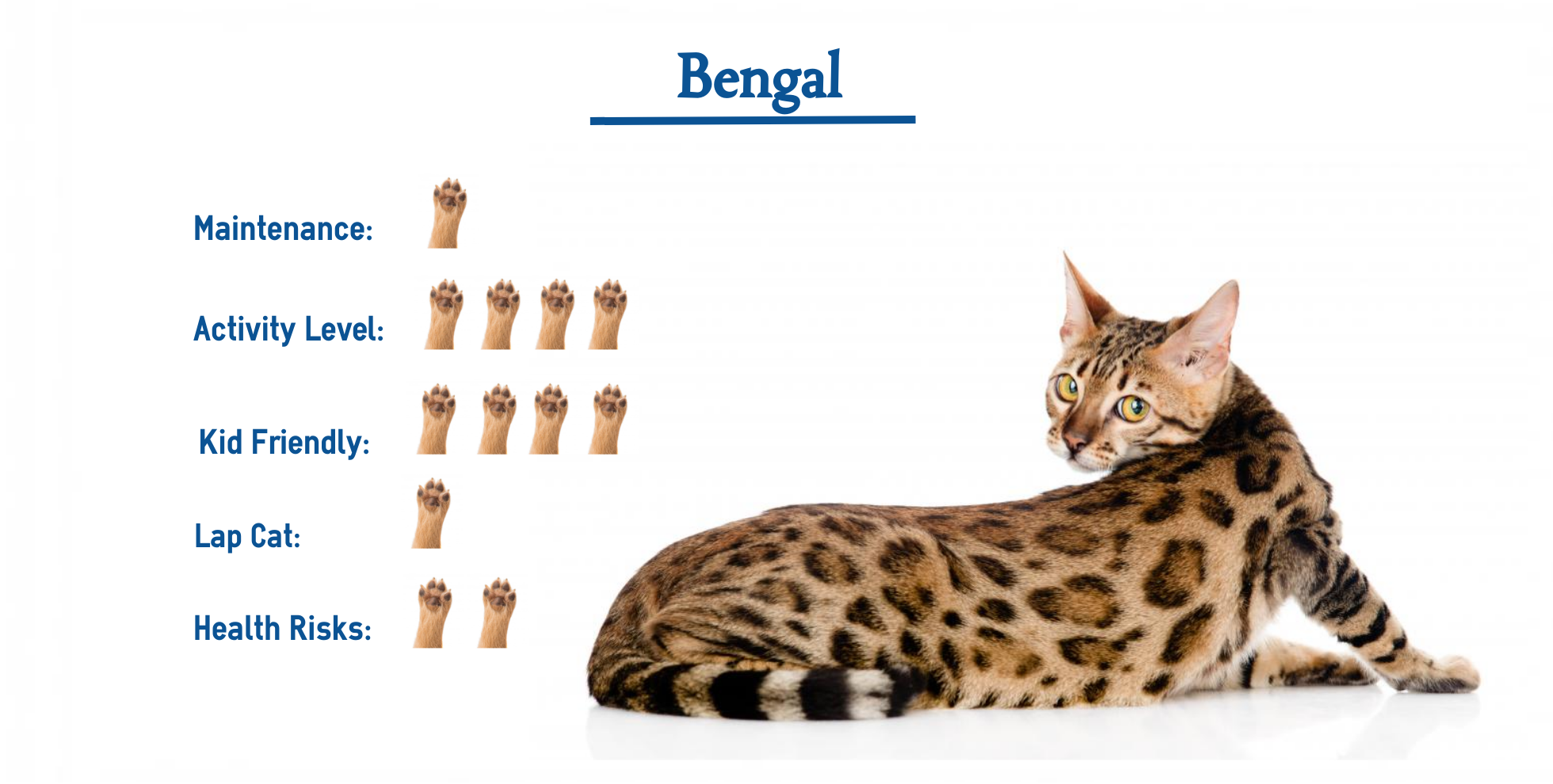 The Bengal Cat Breed Everything You Need To Know At A Glance