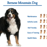 Bernese Mountain Dog Breed