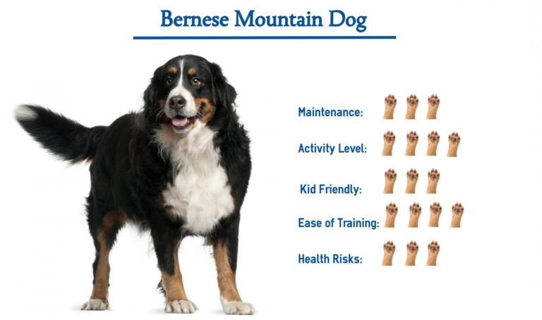 Bernese Mountain Dog… Everything You Need to Know at a Glance!