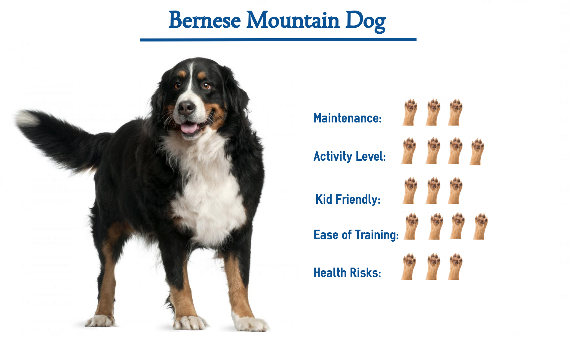 Bernese Mountain Dog Size petfinder