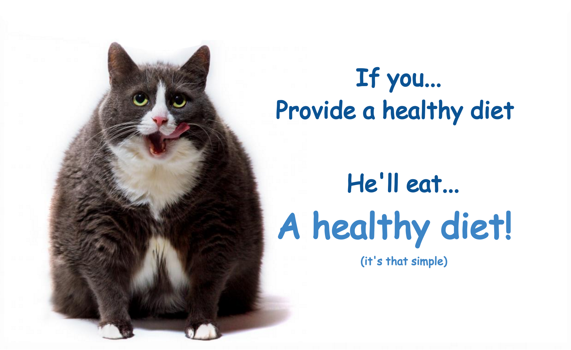 How To Make Your Cat Fat But Healthy