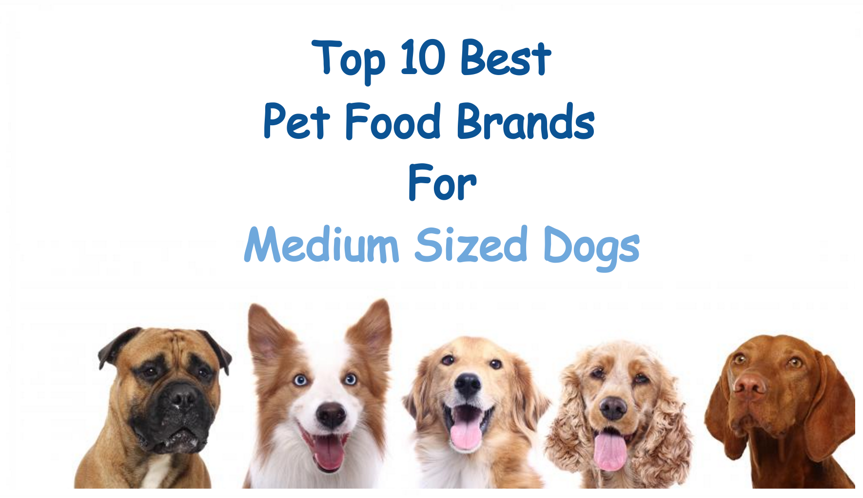best dog food for medium dogs