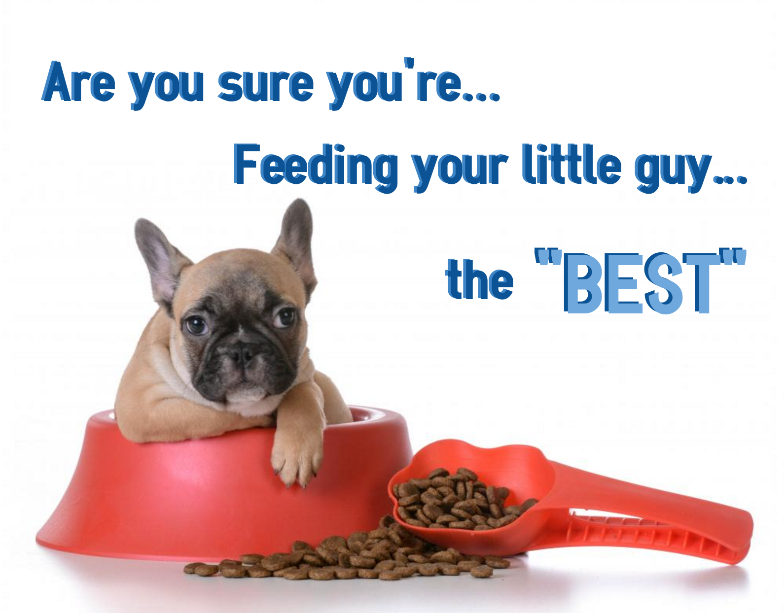 best rated puppy dog food