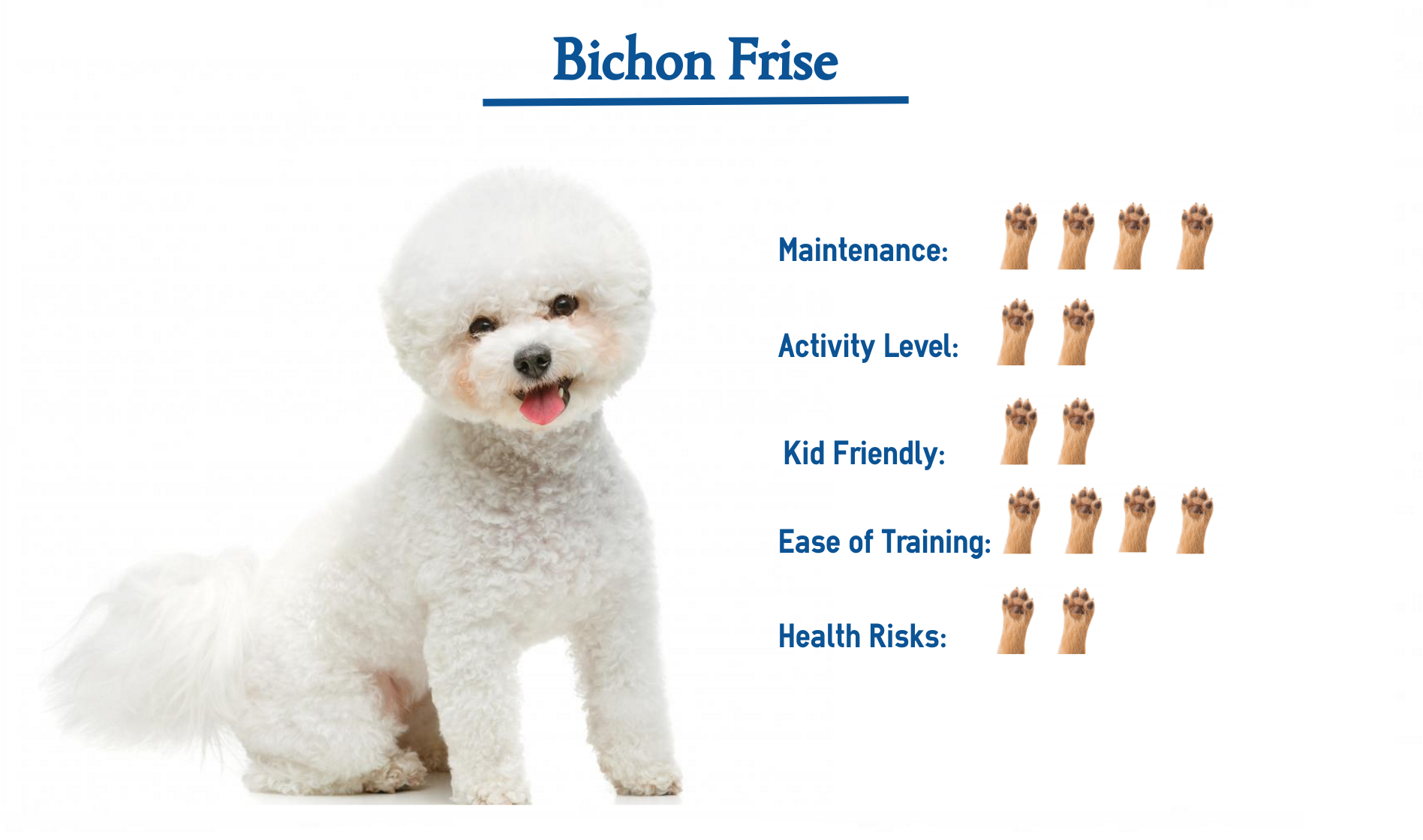Bichon Frise Everything You Need To Know At A Glance