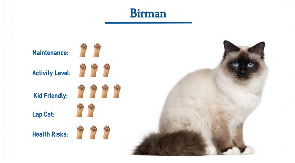 steiff birman cat