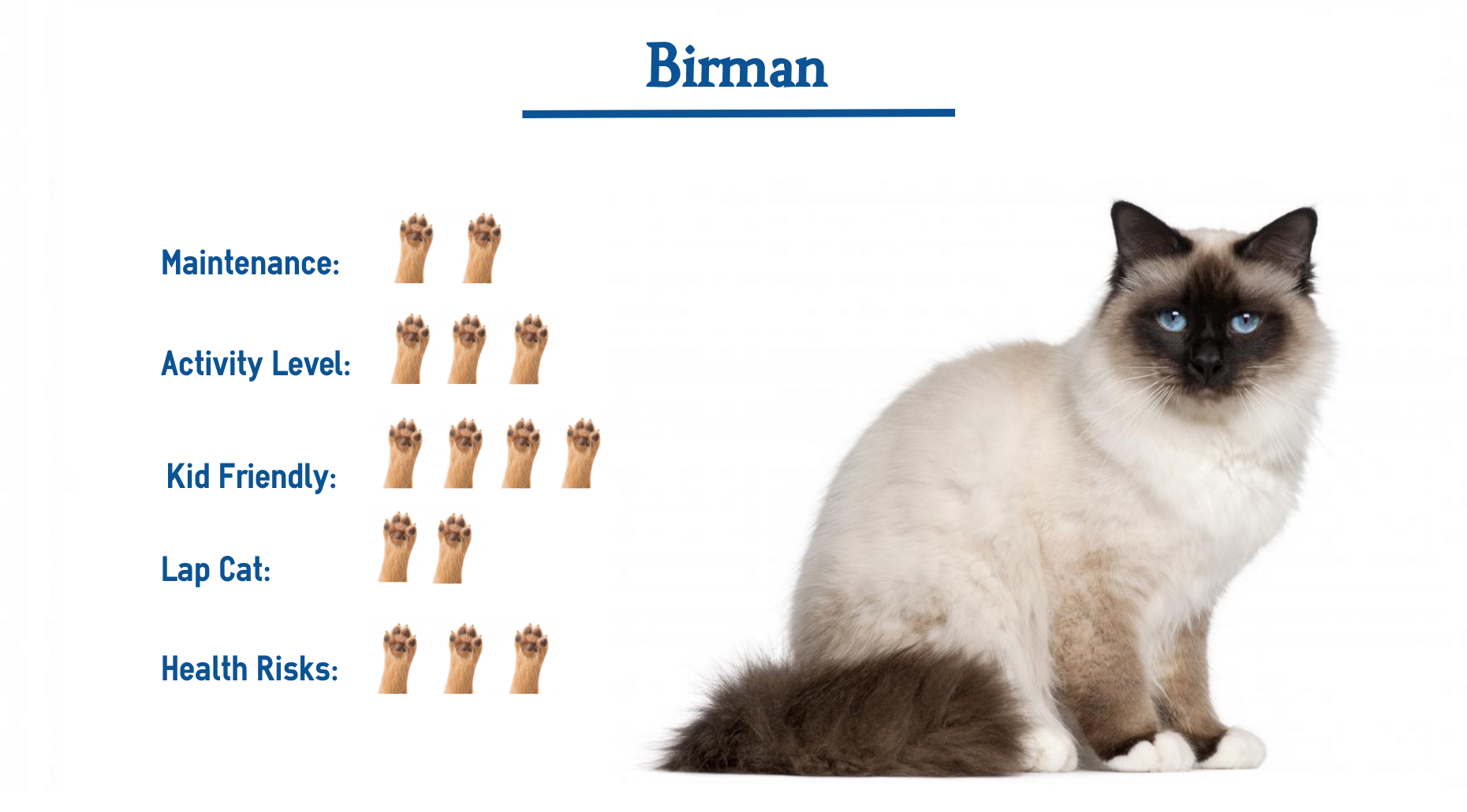 The Birman Cat Breed   Everything You Need to Know at a Glance 