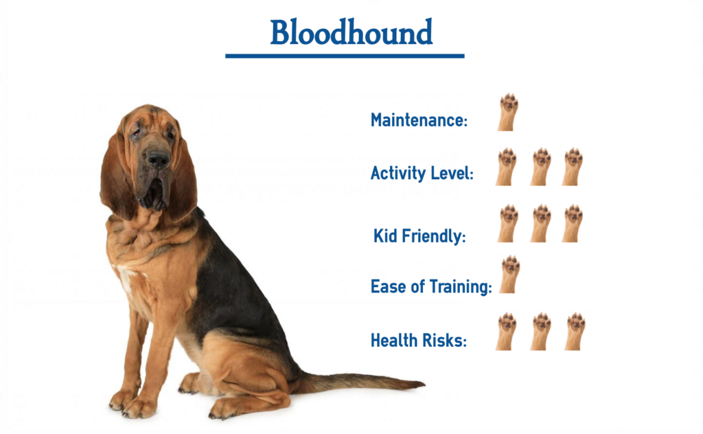 Bloodhound Everything You Need To Know At A Glance