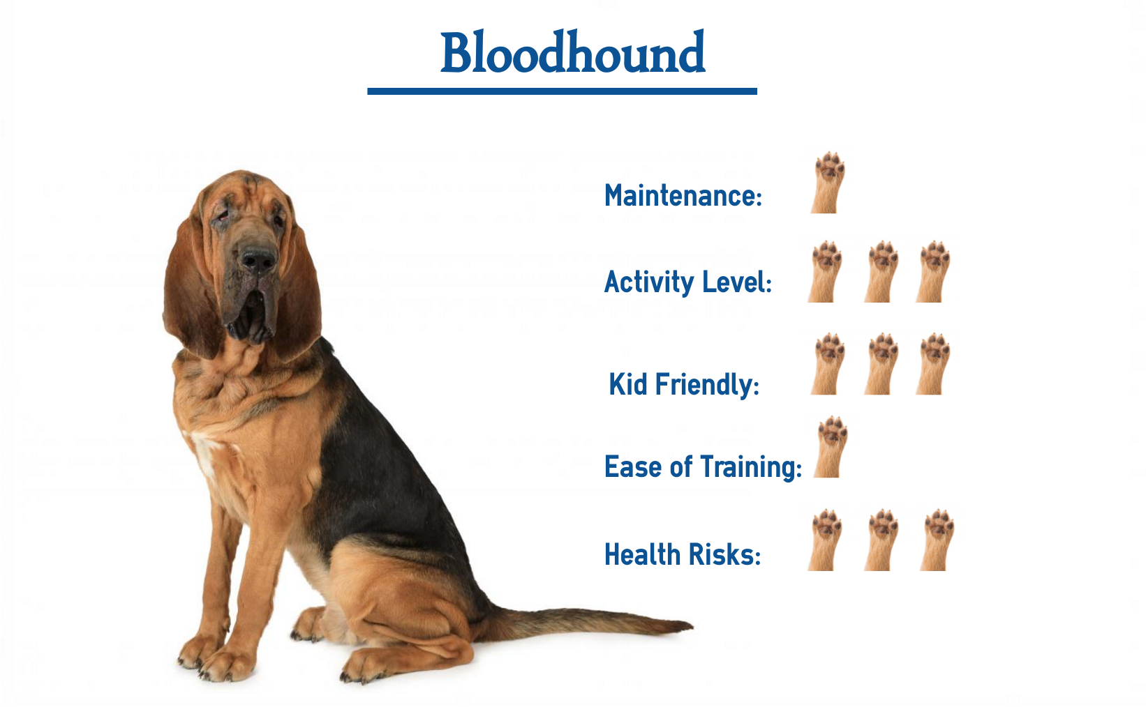 How Much Should You Feed A Bloodhound Puppy