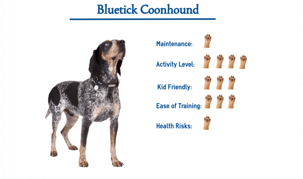 Bluetick Coonhound… Everything You Need to Know at a Glance!