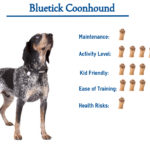 Bluetick Coonhound dog breed