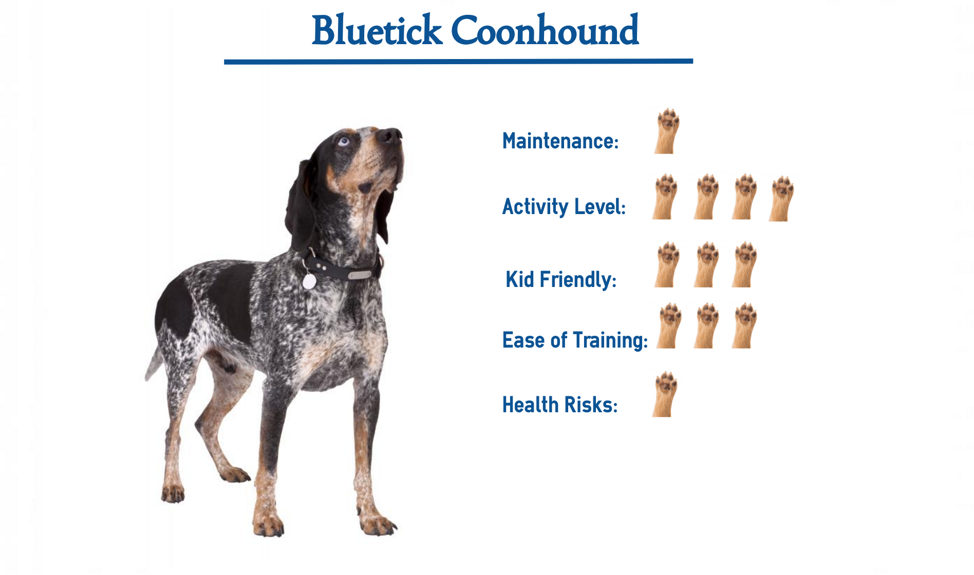 Bluetick Coonhound dog breed