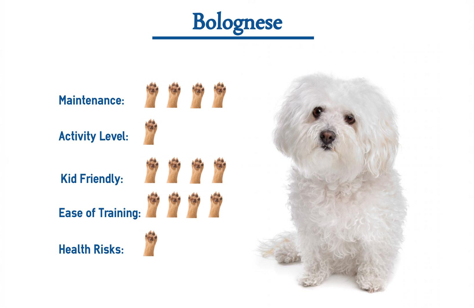 are bolognese dogs friendly