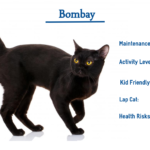 Bombay cat breed