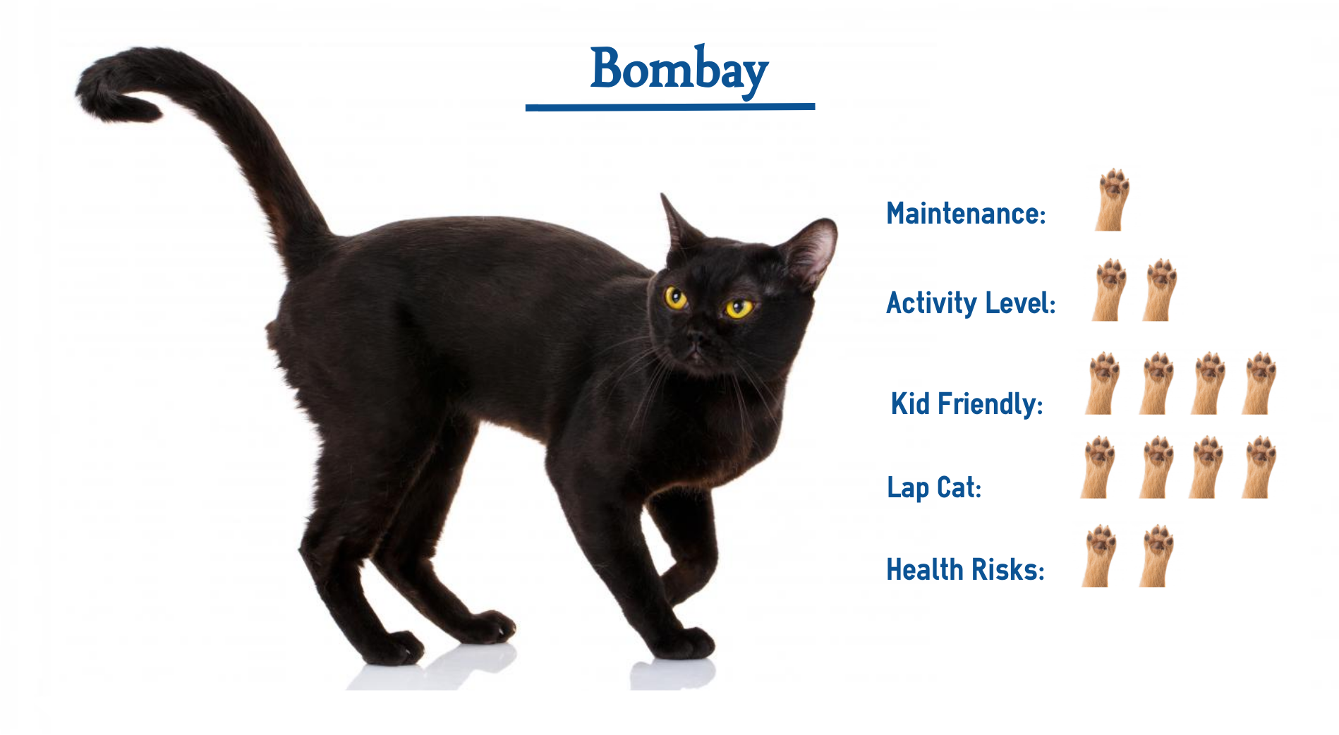 Bombay cat breed